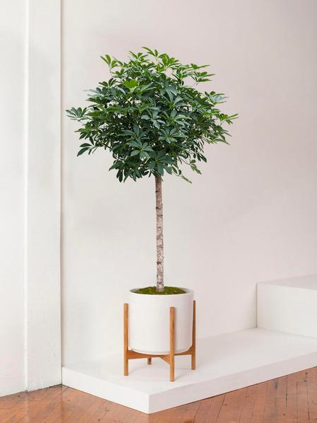 Schefflera Tree