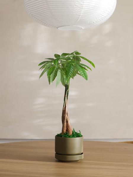 Braided Money Tree