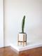 Jade Cactus