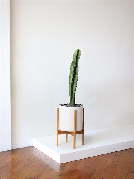 Jade Cactus