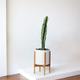 Jade Cactus