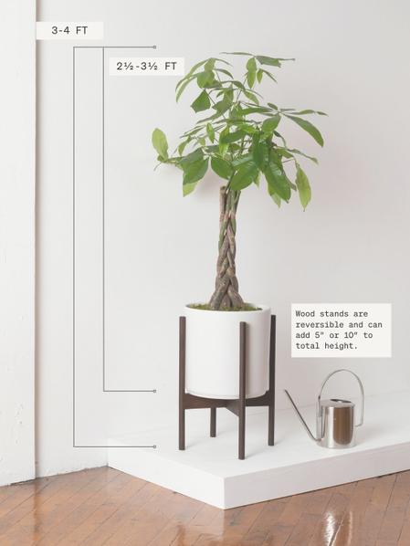 Braided Money Tree