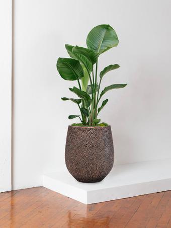 indoor plants picture