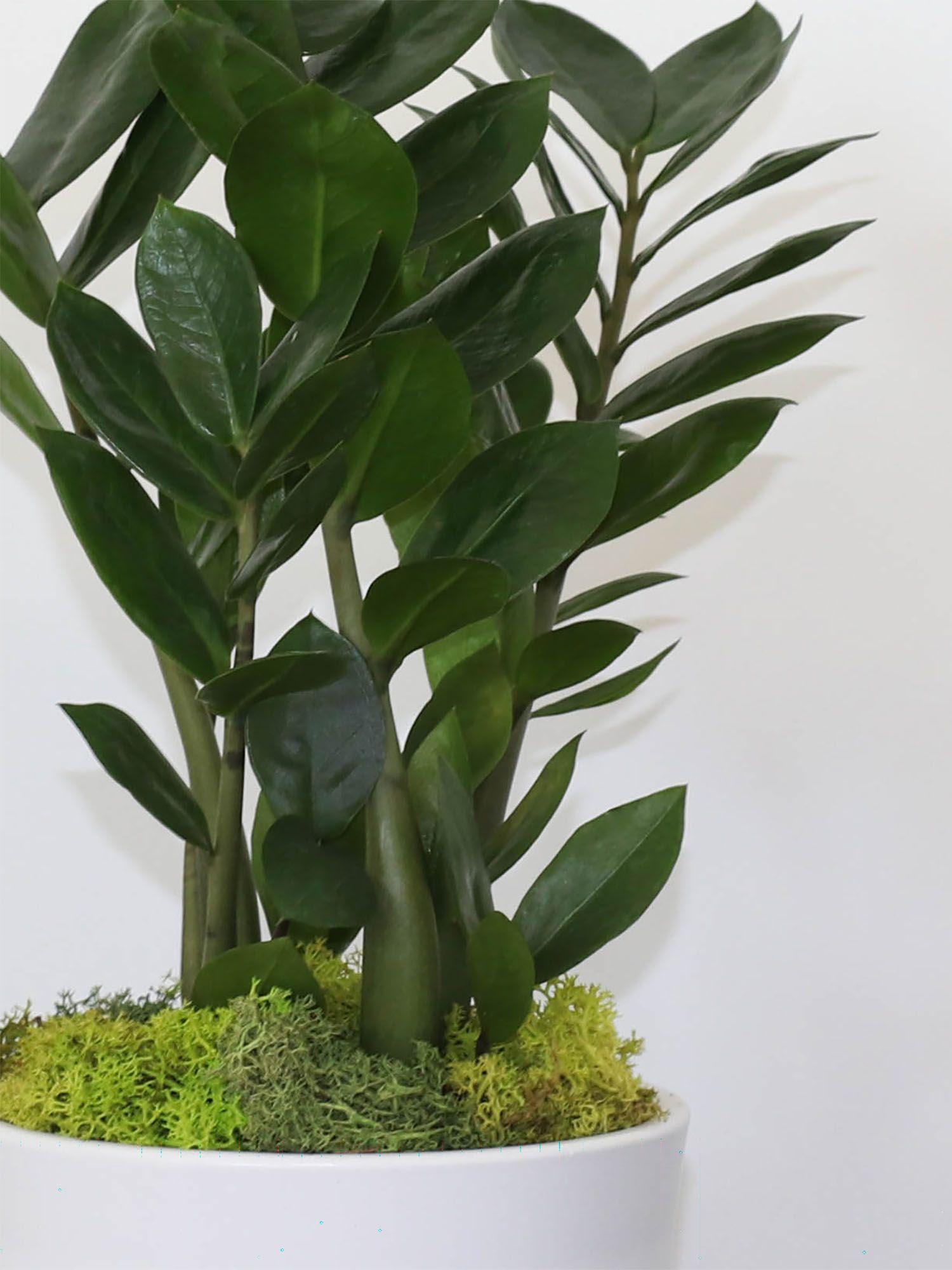 Joyau de Zanzibar - Mid-Century