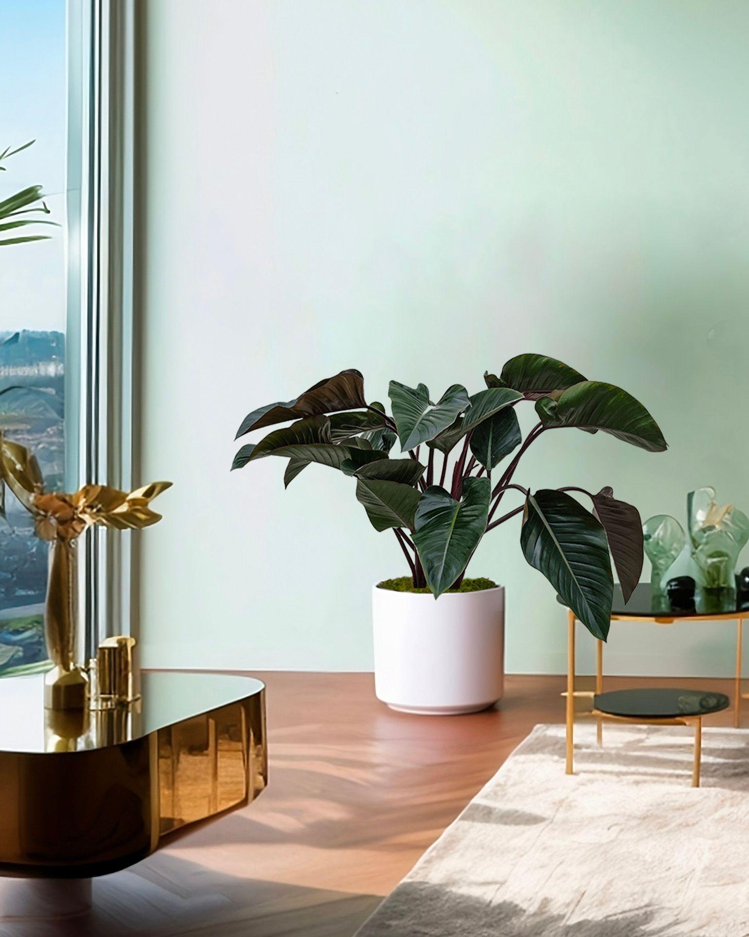 Philodendron Red Beauty