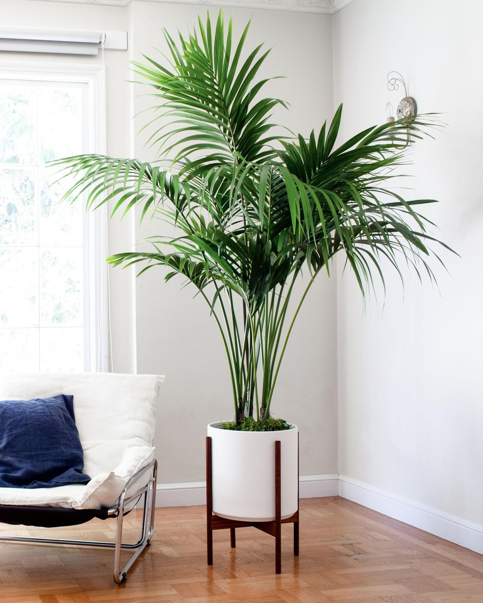Kentia Palm - Black Ceramic & Dark Stand
