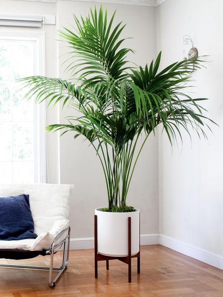 Kentia Palm