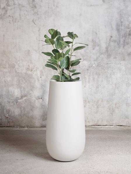 Ficus Audrey