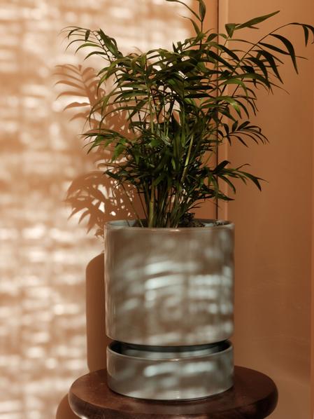 Parlor Palm