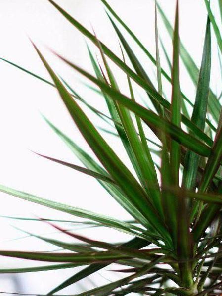 Dragon Tree