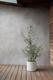 Olive Bush