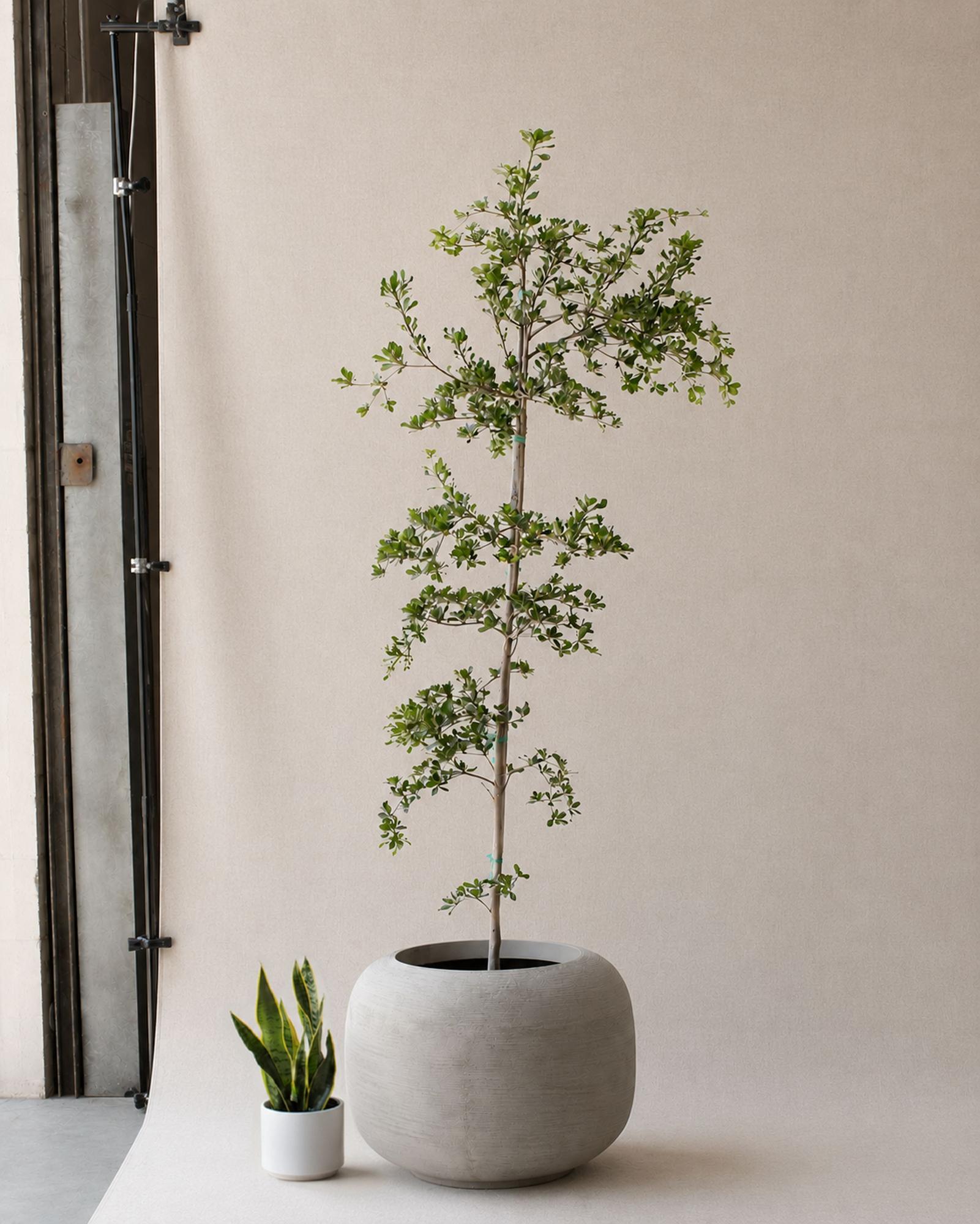 Black Olive Tree