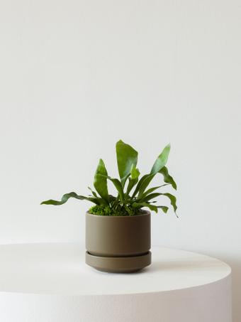 indoor plants picture
