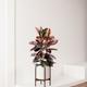 Ruby Rubber Tree