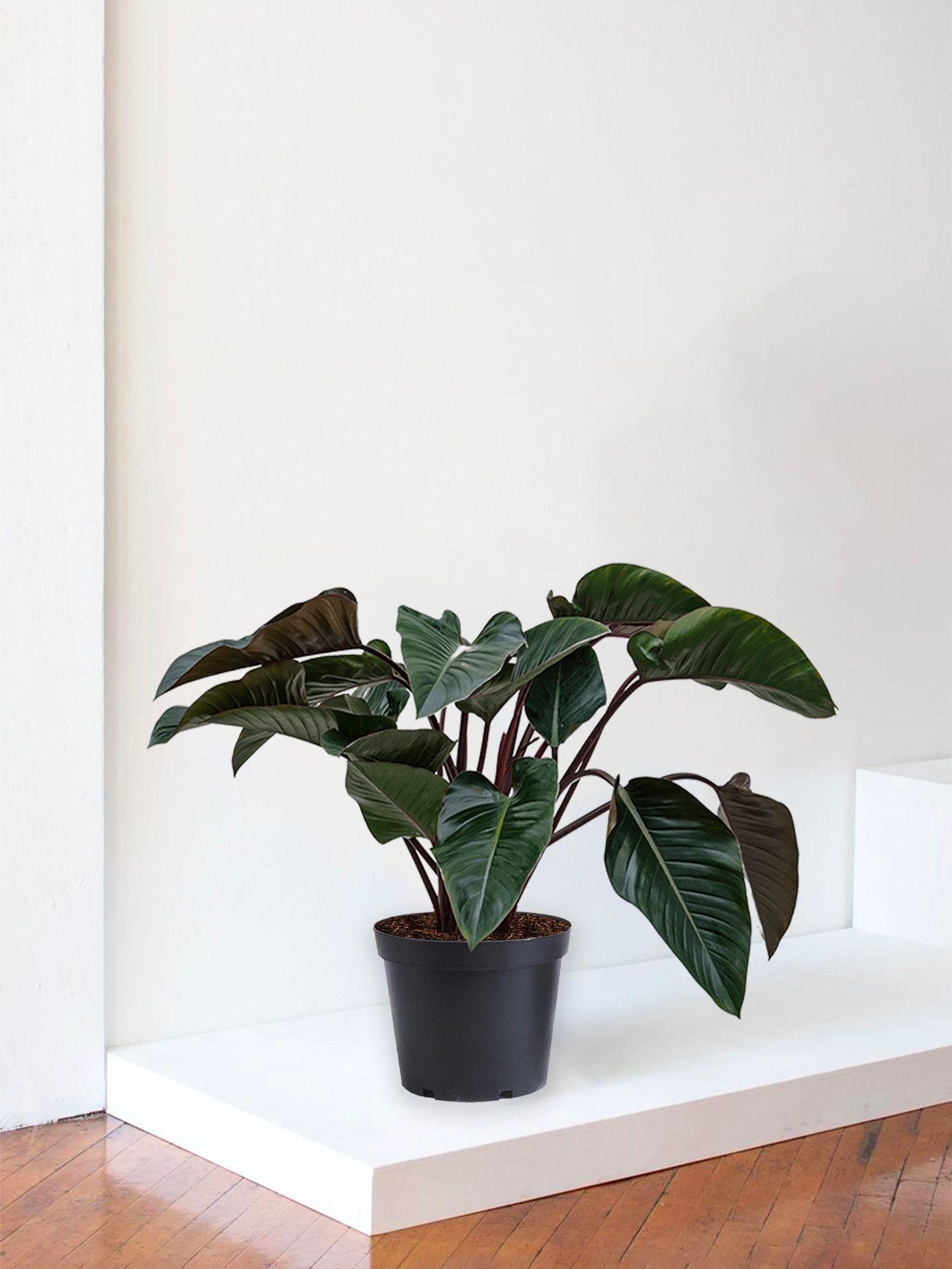 Philodendron Red Beauty