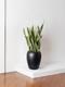 Snake Plant Laurentii