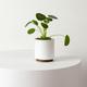 Pilea Peperomioides