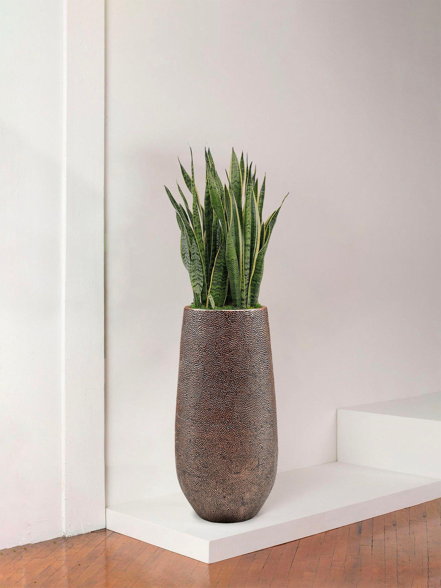 Schlangenpflanze Laurentii Large (1m70) + Dune Topf | Lon & George
