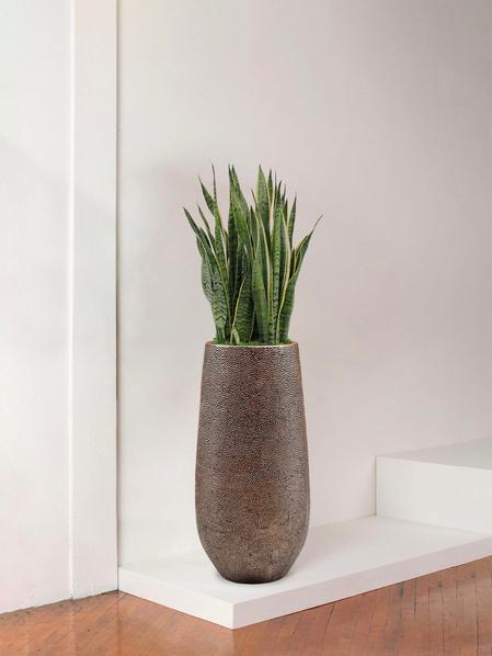 Snake Plant Laurentii