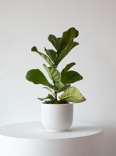 Fiddle Leaf Fig Plant