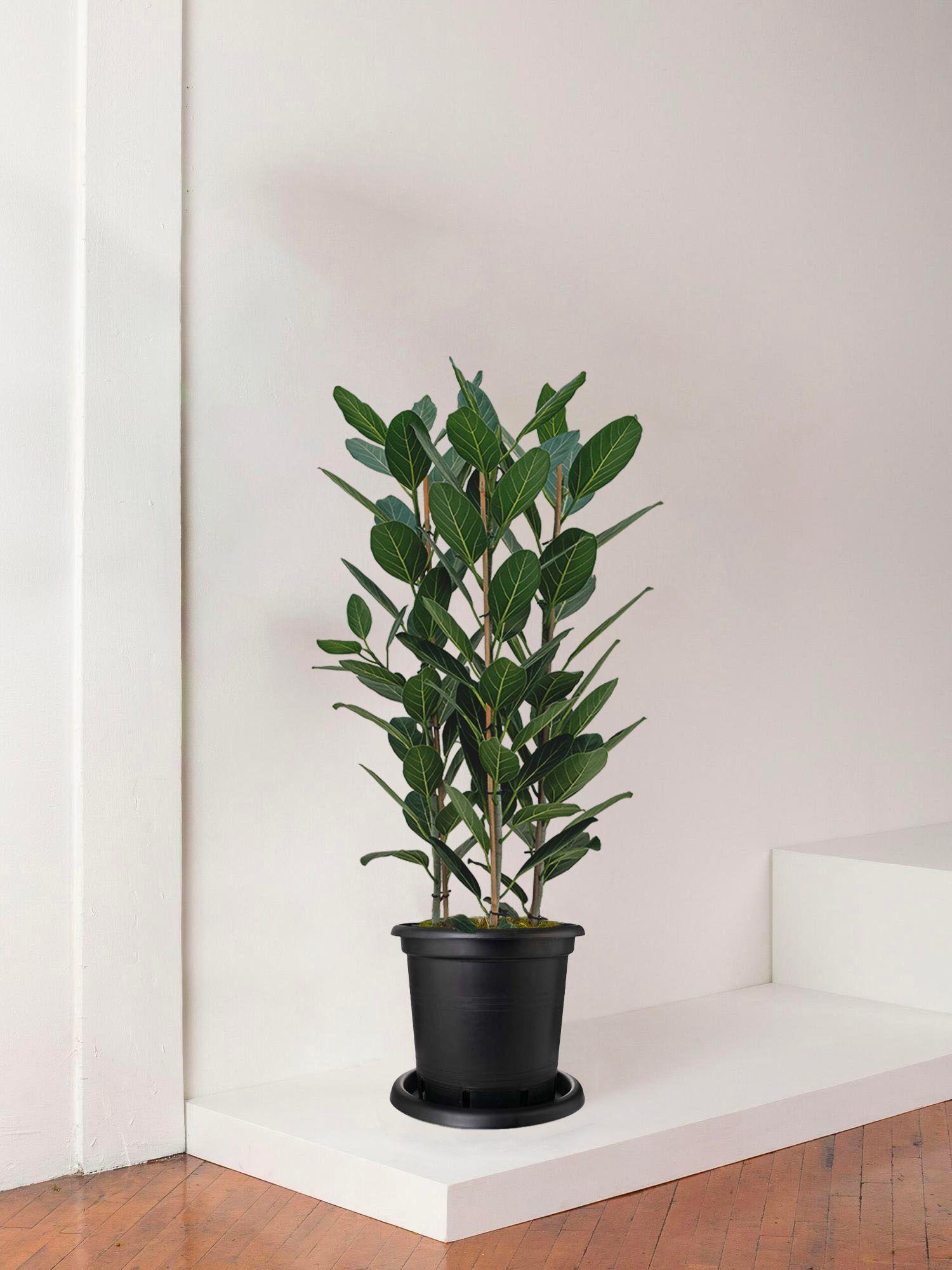 Ficus Audrey