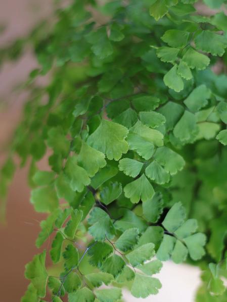 Maidenhair Fern