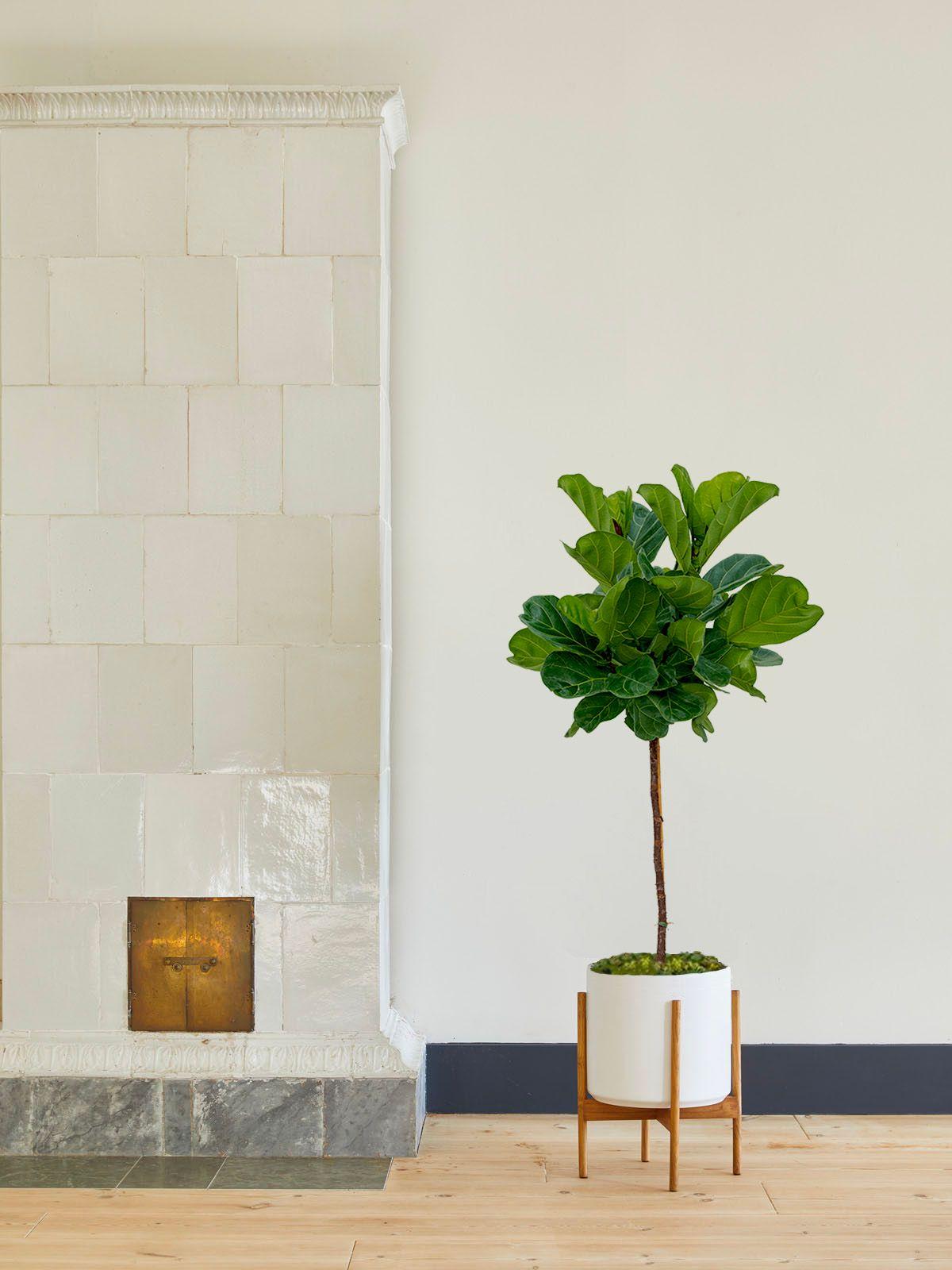 Ficus Lyrata Canopée