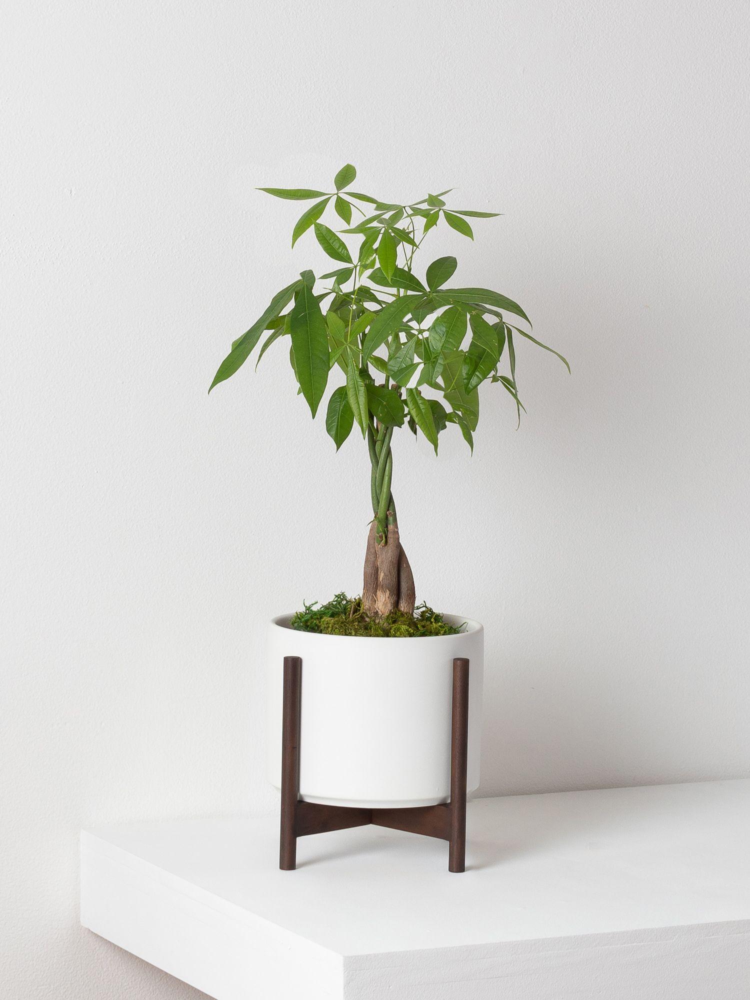 Safe for Pets plants collection