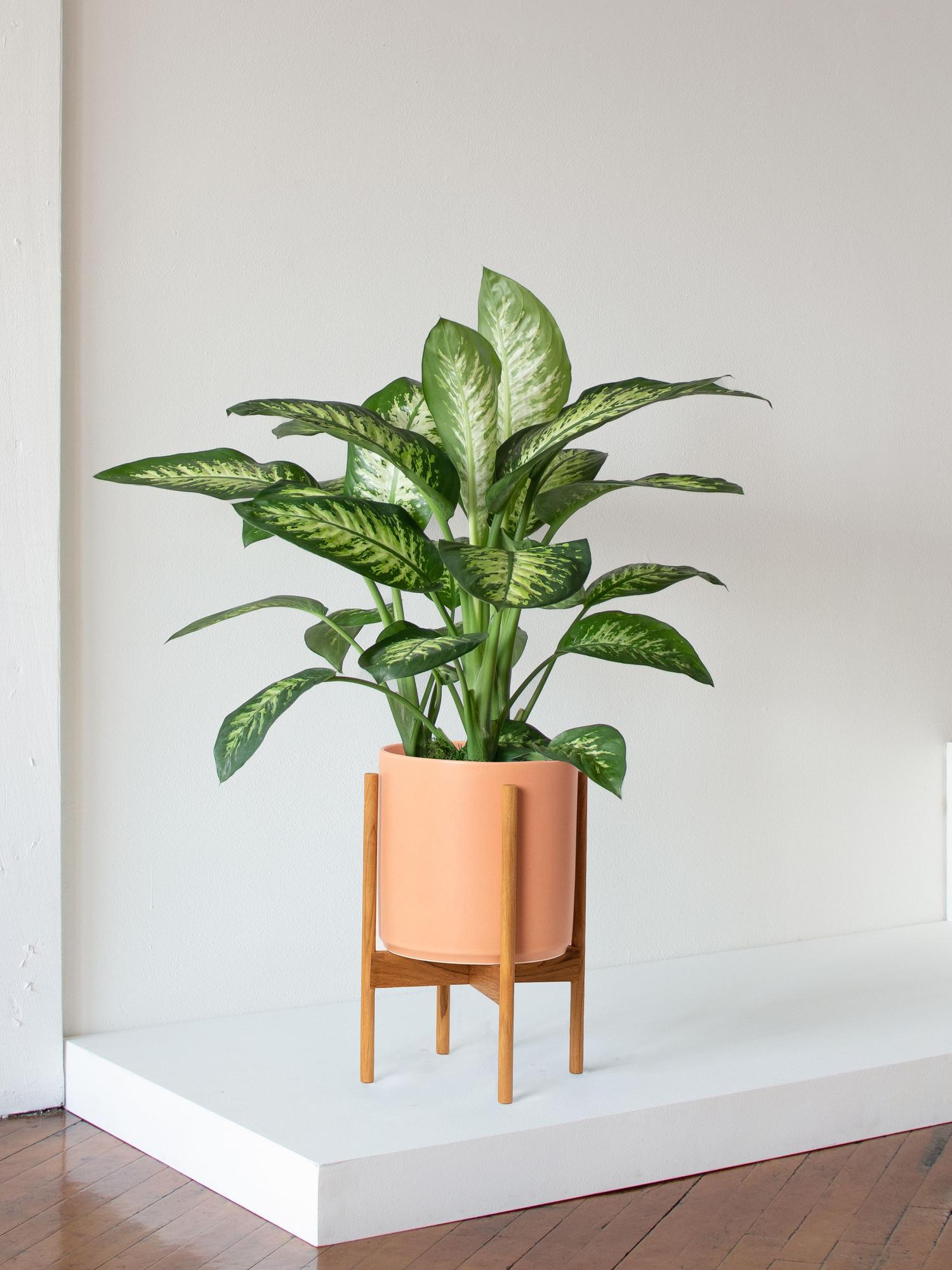 Dieffenbachia - Coral Mid-Century Ceramic & Light Wood Stand 