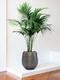 Kentia-Palme