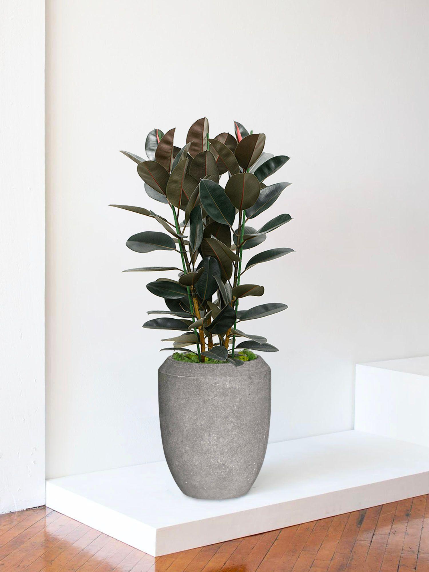 Ficus Elastica Abidjan