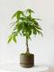 Braided Money Tree