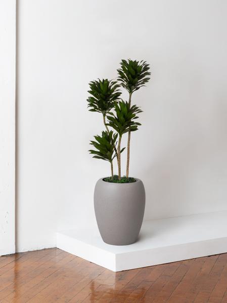 Dracaena Compacta