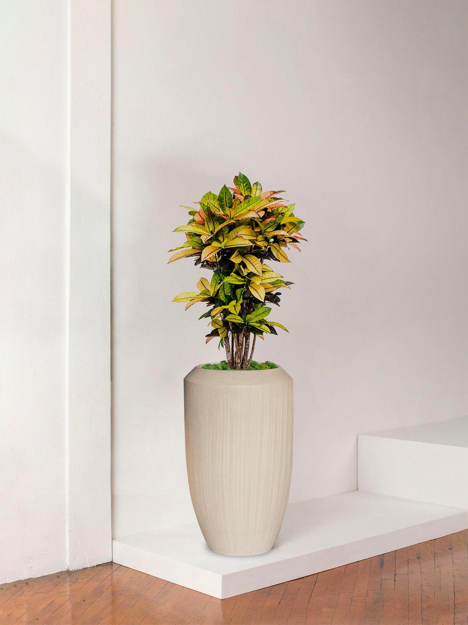 indoor plants picture