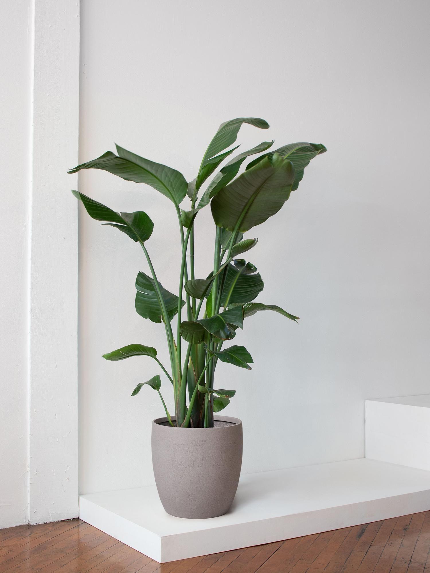 Bird of Paradise