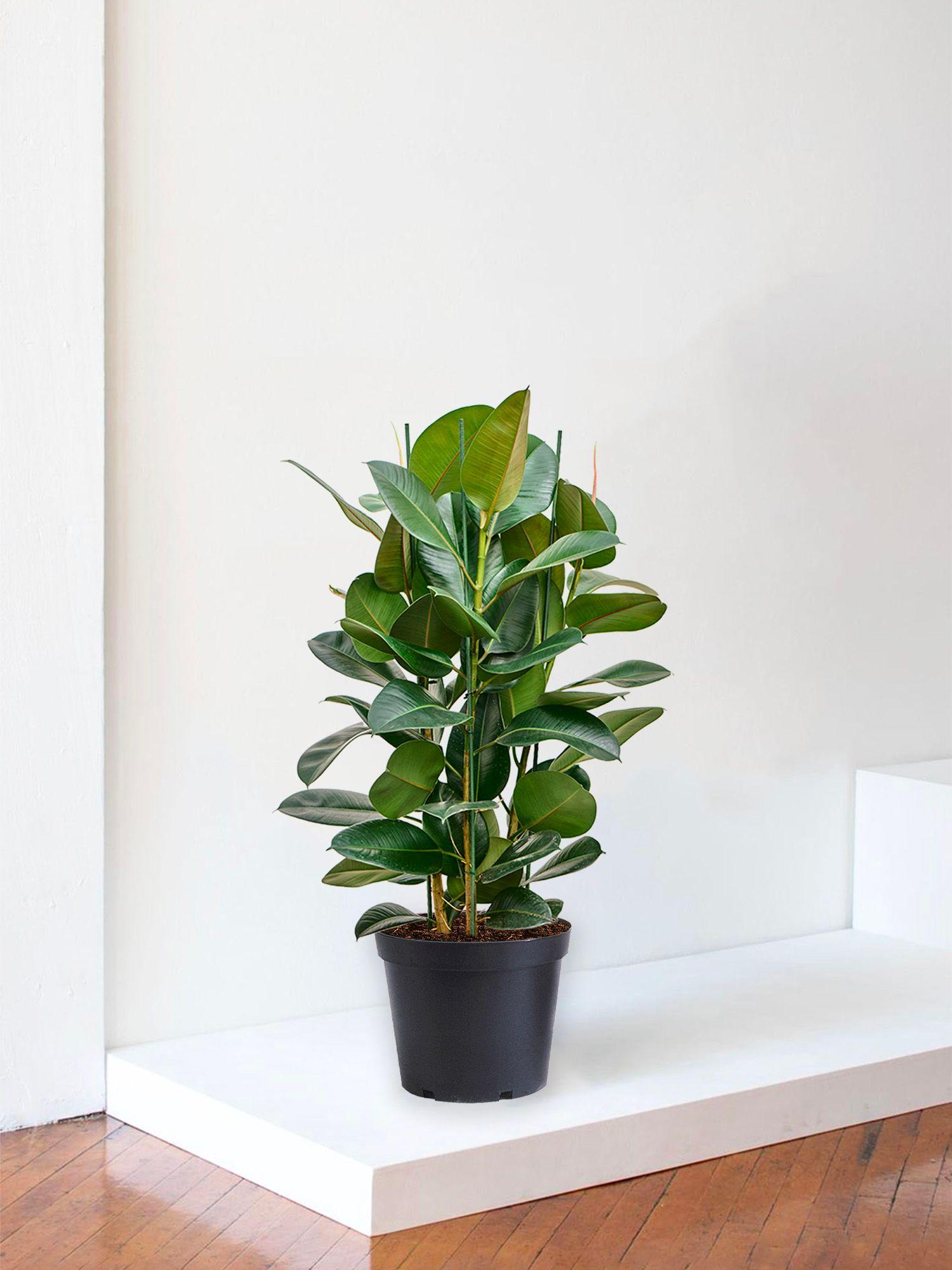Ficus Elastica Robusta