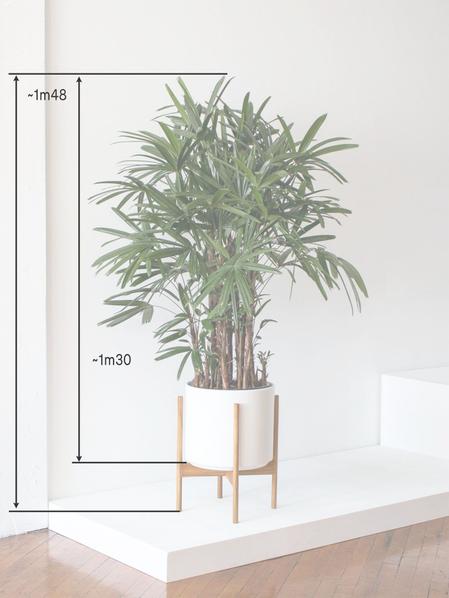 Palmier Bambou
