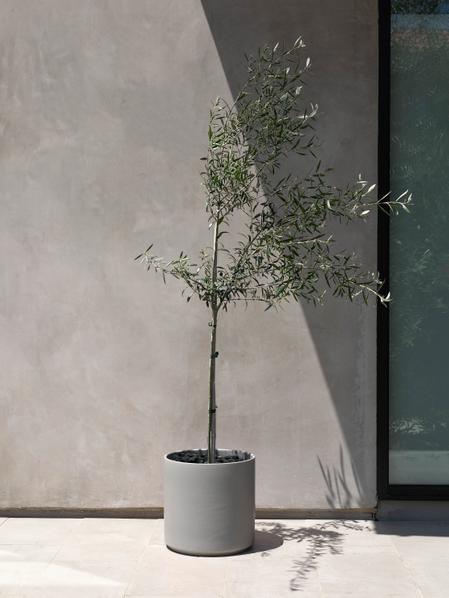 Olive Tree