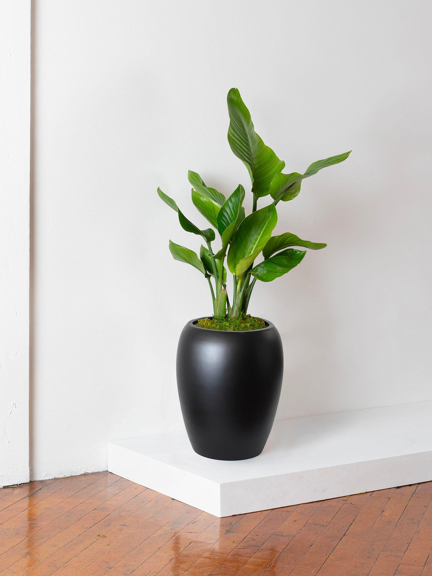 indoor plants picture