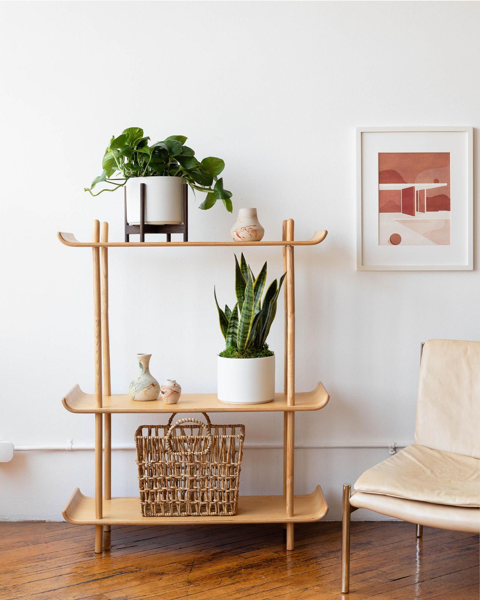 Air-Purifying Plants collection