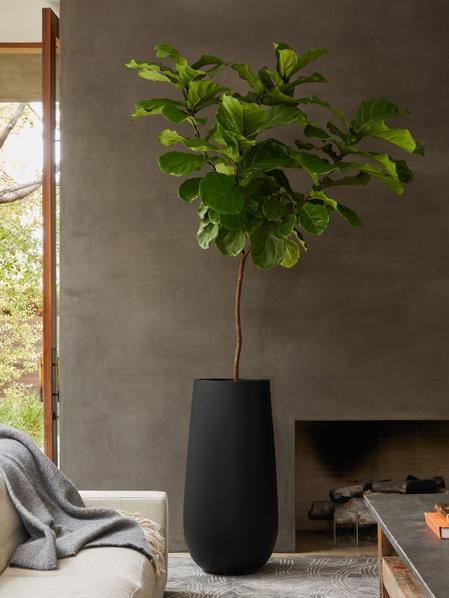 Fiddle Leaf Fig Tree