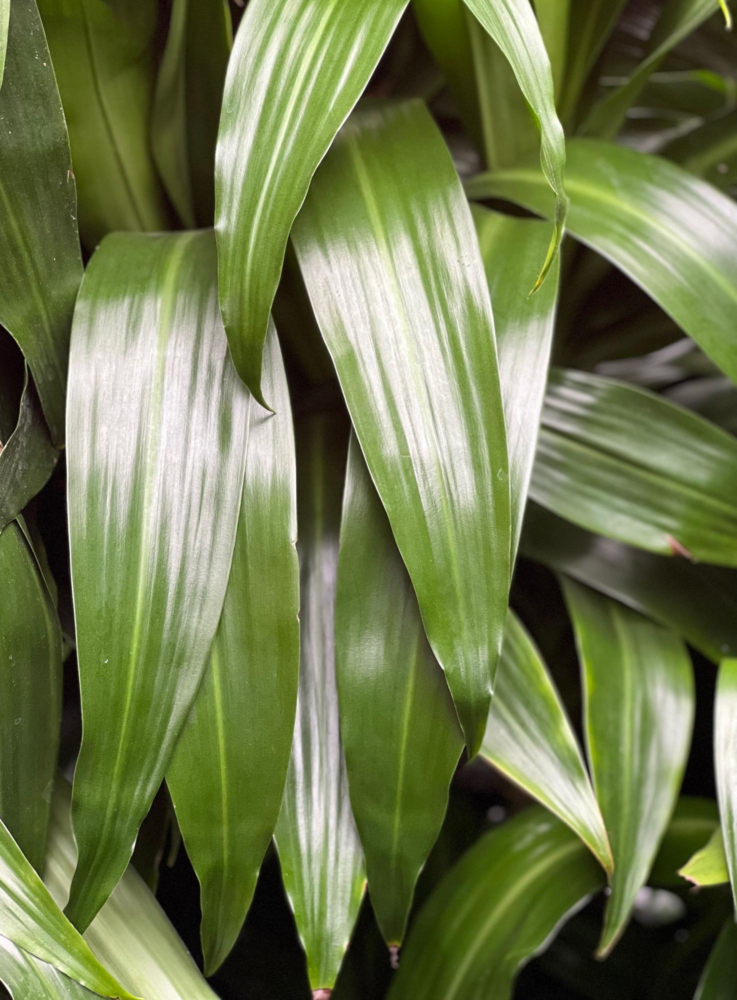 Verdant Vitality Kit