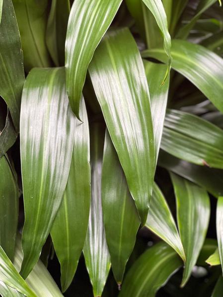 Verdant Vitality Kit