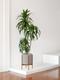 Dracaena Lisa