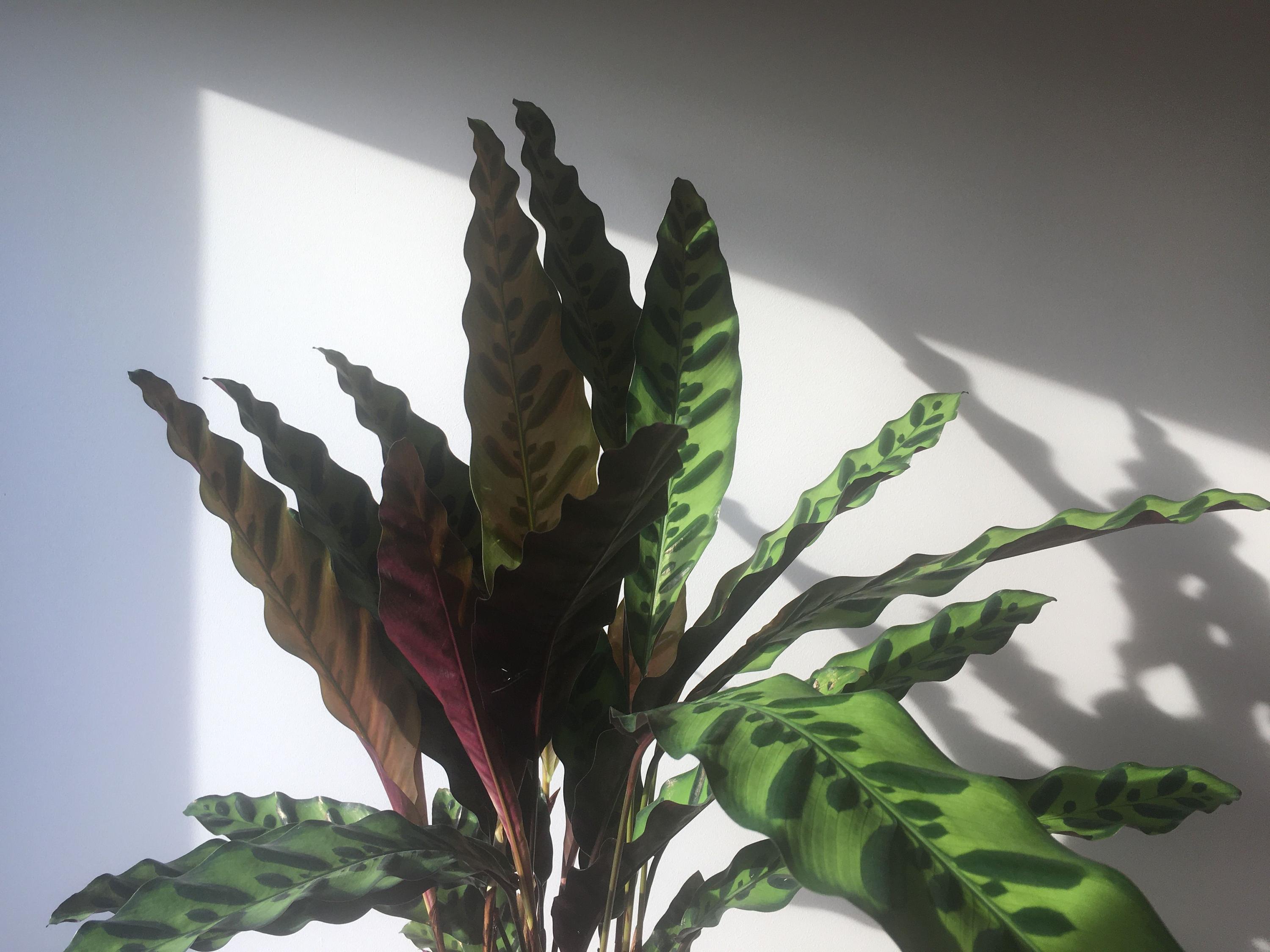 Calathea Paon de Rio