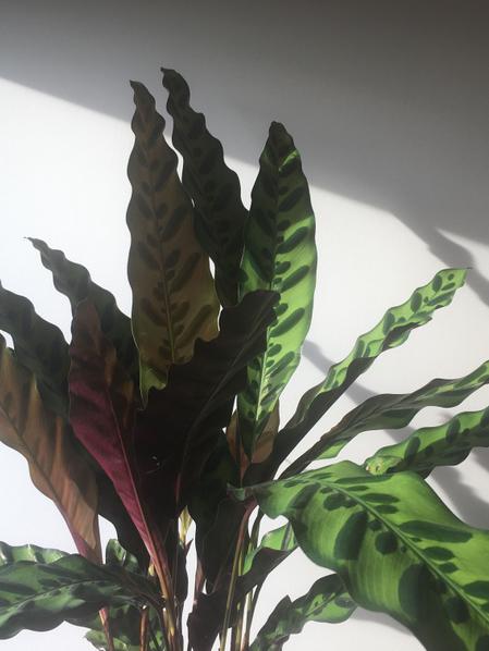 Calathea Paon de Rio