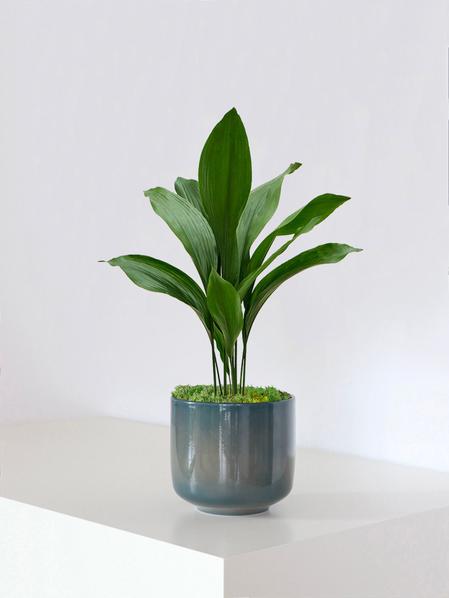 Aspidistra Elatior