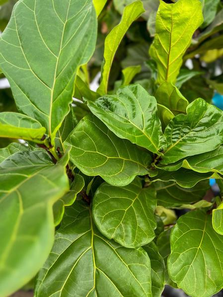 Fiddle Leaf Fig Tree