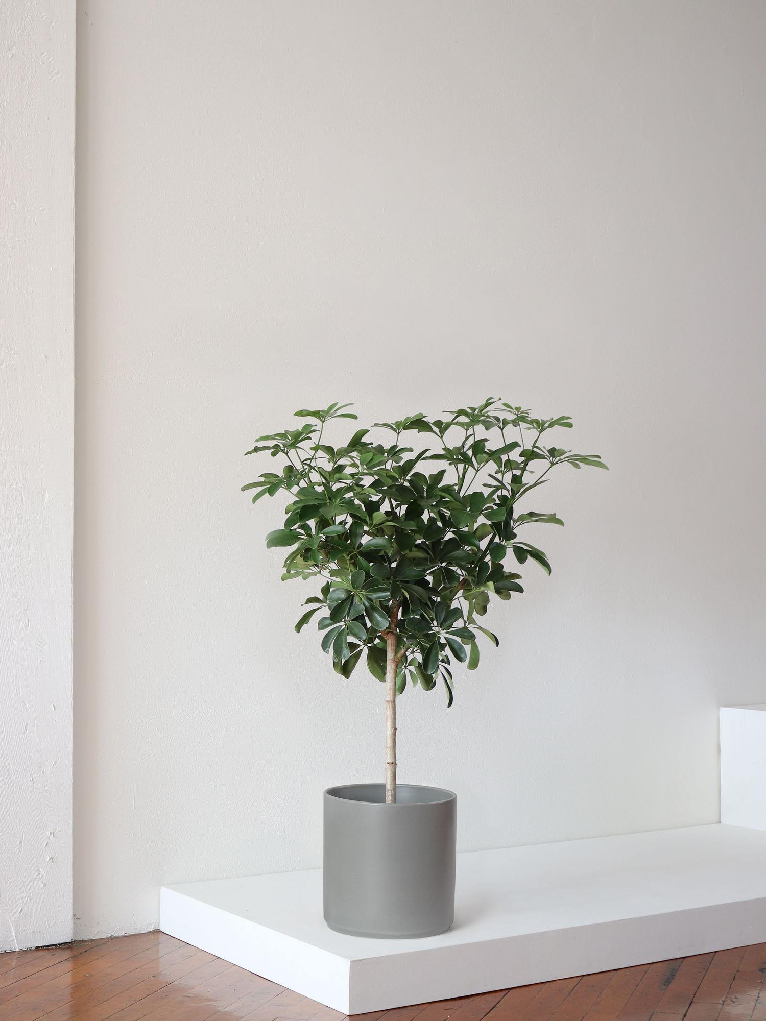 Schefflera Tree Large (3½ ft tall) + Mid-Century Pot | Léon & George
