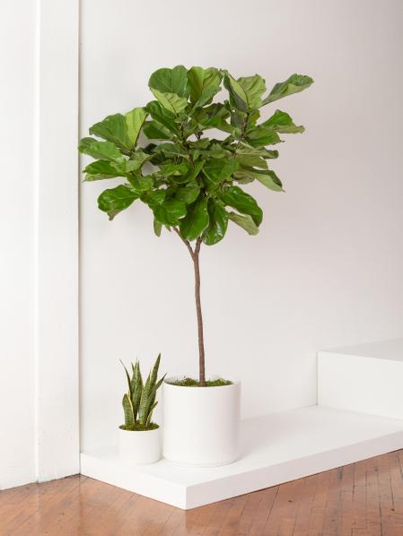 Fiddle Leaf Fig Tree